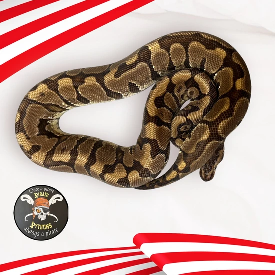HGW Ball Python by Pirate Pythons