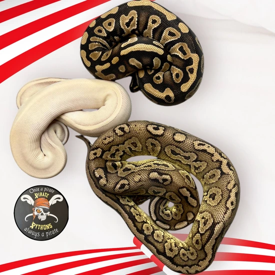3 Animals Ball Python by Pirate Pythons