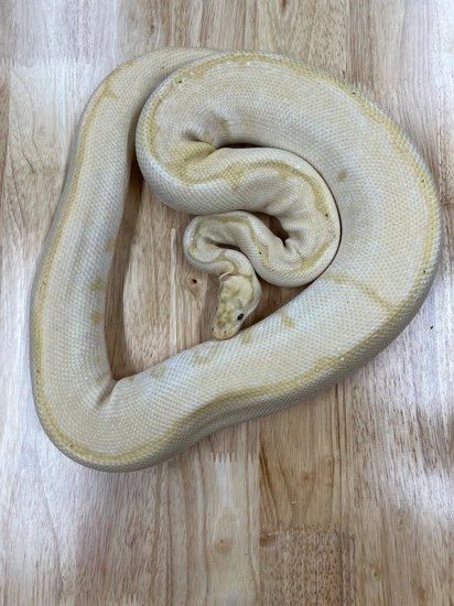 Banana Spider Clown Ball Python by Pirate Pythons