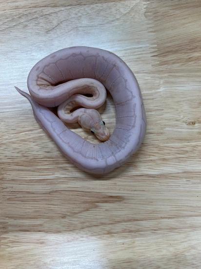OD Banana Chocolate Pinstripe Ball Python by Pirate Pythons