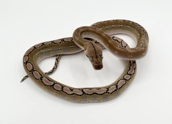 Anery Platinum Motley Poss Het Ghost Reticulated Python by Warren Reptiles