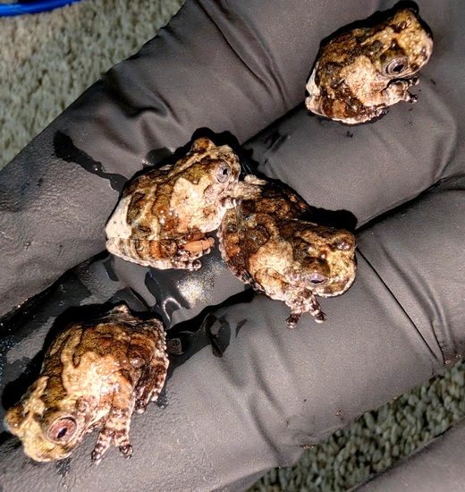 USCB Amazon Bird Poop Froglets (Dendropsophus Marmorattus) by Tree Frog ...