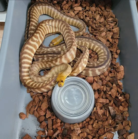 Woma Python Pair by Tom Blackhurst Reptiles