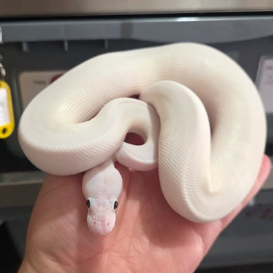 Super Fire Triple Het Mystery Ball Python - unknown for sale from Tom Blackhurst Reptiles