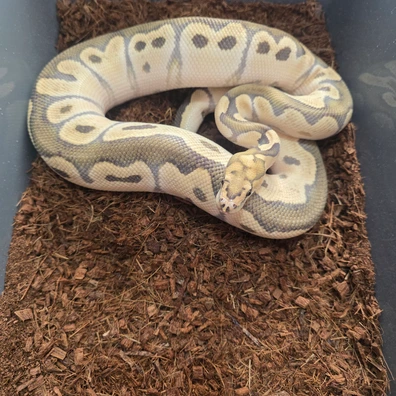 Desert Ghost Clown Ball Python - male for sale from Tom Blackhurst Reptiles