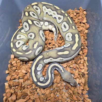 Black Head Phantom Hypo Ball Python - female for sale from Tom Blackhurst Reptiles