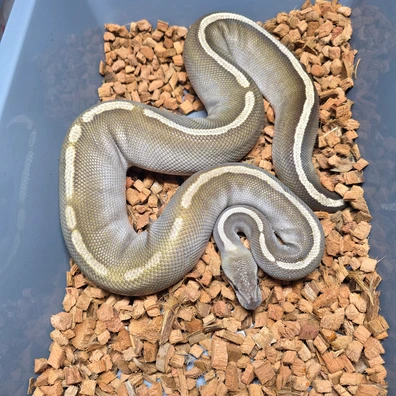 Cinnamon Ghi Mojave Het Hypo Het Dg Ball Python - female for sale from Tom Blackhurst Reptiles