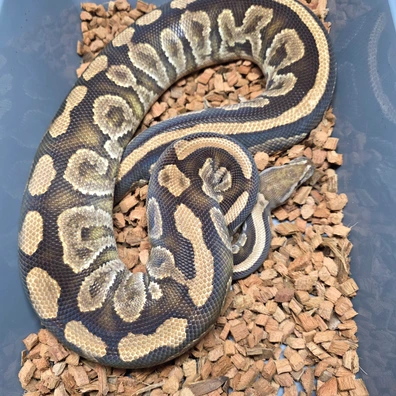 Od Bp Fire Het Clown Ball Python - female for sale from Tom Blackhurst Reptiles