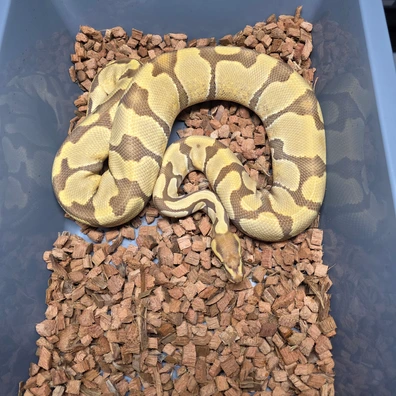 Enchi Monarch Ball Python - female for sale from Tom Blackhurst Reptiles