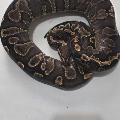 Hurricane Ghi Yb Het Clown Ball Python - female for sale from Tom Blackhurst Reptiles