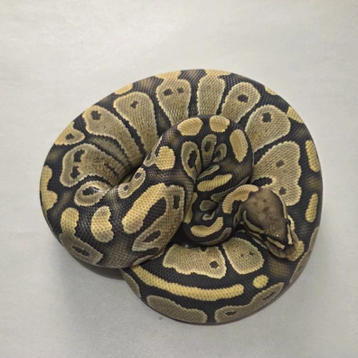 Fire Hypo Het Vpi Axanthic 66% Het Dg Ball Python - female for sale from Tom Blackhurst Reptiles