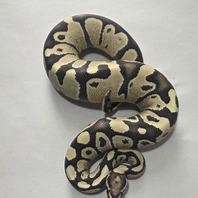 Fire Dg Het Vpi Axanthic Het Hypo Ball Python - male for sale from Tom Blackhurst Reptiles