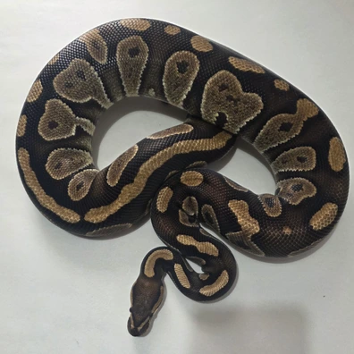 Chocolate Het Clown Female Ball Python - female for sale from Tom Blackhurst Reptiles