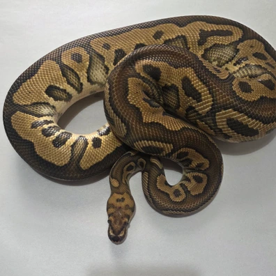 Hurricane Leopard Clown Het Hypo Male Ball Python - male for sale from Tom Blackhurst Reptiles