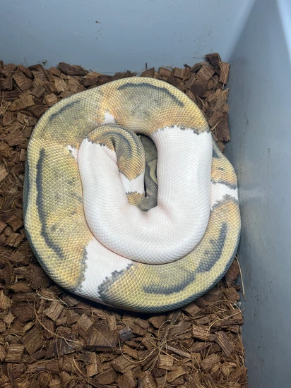 Hypo Pied RTB Ball Python by Tribal Exotics and Custom Creations