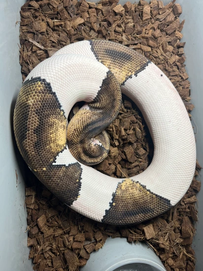 RTB Sandblast Pied Ball Python by Tribal Exotics and Custom Creations