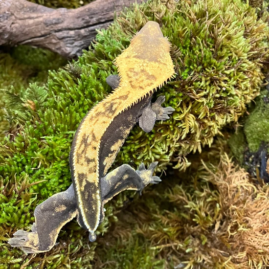 "PLAINTAIN” High Contrast Harlequin Crested Gecko by Trinity Morphs