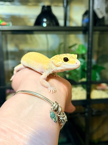 Sunglow Tremper Het Eclipse Leopard Gecko by Kings Reptiles