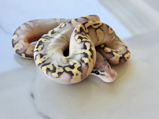 Super Pastel GHI Yellowbelly Ghost Het Pied Ball Python by Ballpython snek