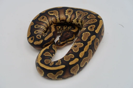 Obsidean Ball Python FREE SHIPPING! NO RESERVE! ODYB DH Clown Pied Ball Python by The Real ...