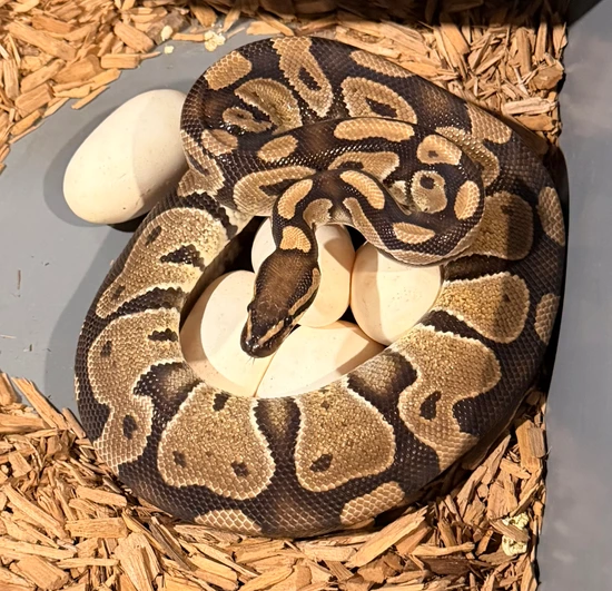 Normal Het Pied Ball Python by The Real McCoy EXOTICS LLC