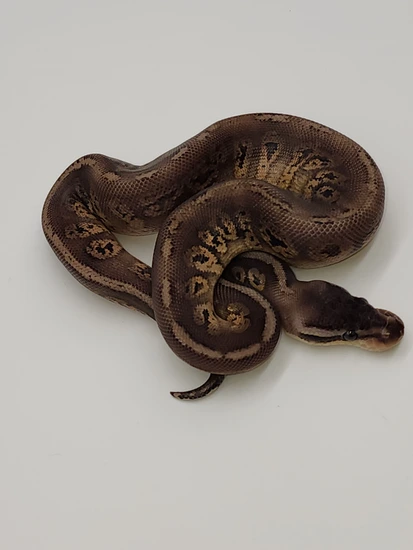 Grim Reaper Black Pewter Ball Python by Tropical Hut