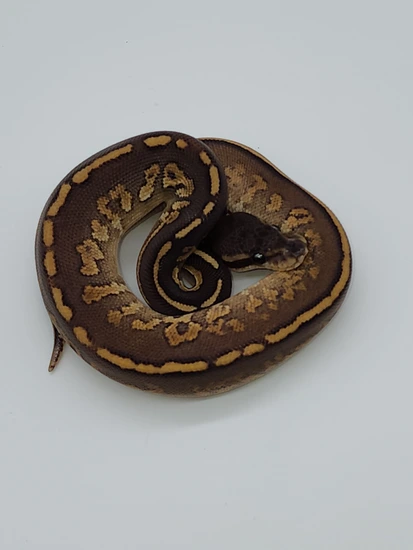 Grim Reaper Cinnamon Mojave Ball Python by Tropical Hut