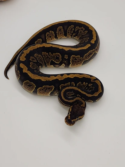 Grim Reaper Ball Python by Tropical Hut