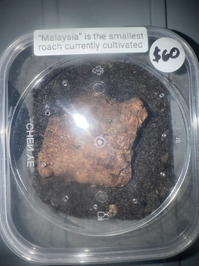 Malaysian Micro Roaches Breeding Group Cockroach by Truexoticswest