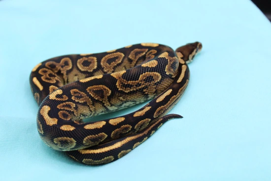 Black Pastel Yellowbelly Ball Python by Forever Young Reptiles