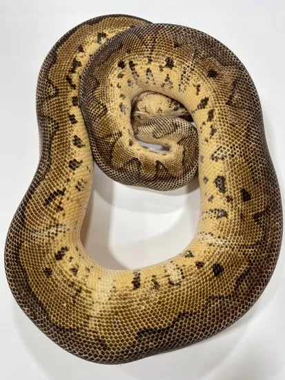 killer clown ball python animal facts - python regius... Killer Clown Ball Python by TSK, Inc.