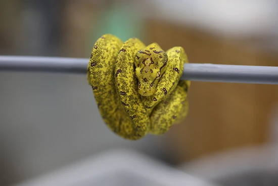Calico X Green Tree Python by TSK, Inc.