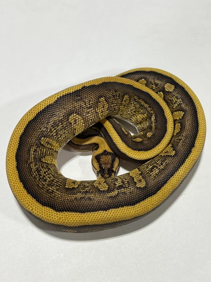 Cypress Red Stripe Ball Python by TSK, Inc.