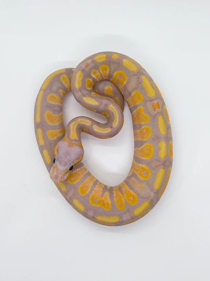 Banana Stranger Het Clown Ball Python by TSK, Inc.