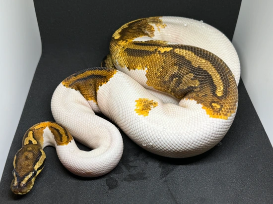 Yellowbelly Pied Het Clown Ball Python by Fast Lane Constrictors