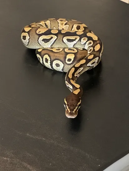 Orange Dream Mojave Ball Python by Galaxy Pythons