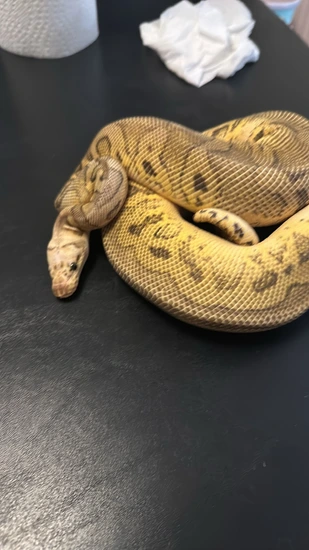 Killer Clown Ball Python by Galaxy Pythons