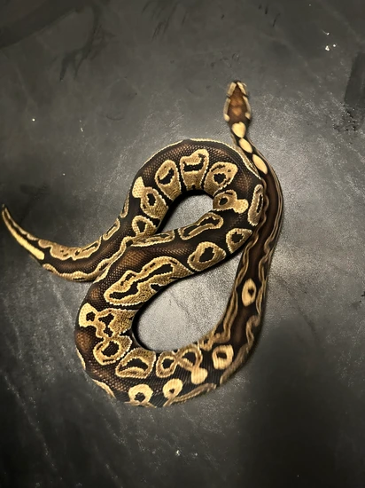 Special Het TSK Axanthic Ball Python by Galaxy Pythons