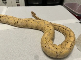 Coral Glow Black Pastel Het Ghost Ball Python by Galaxy Pythons