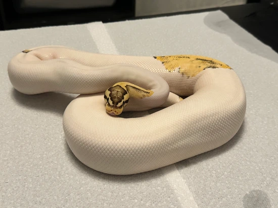 Pastel Fire YB Pied Ball Python by Galaxy Pythons