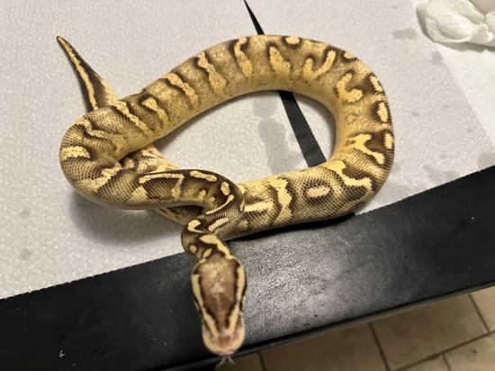 Pastel Super Gravel Ball Python by Galaxy Pythons