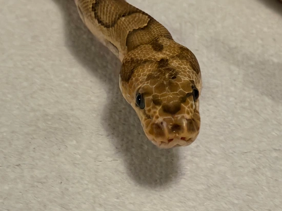 Fire Clown Ball Python by Galaxy Pythons