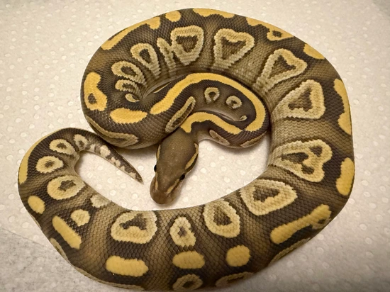 Mojave Ghost Ball Python by Galaxy Pythons