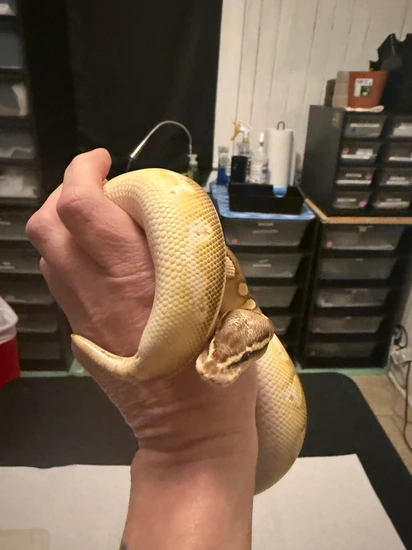 Pastel Lesser Sugsr POS OD Ball Python by Galaxy Pythons
