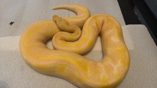 Pastel Calico Albino Ball Python by Galaxy Pythons