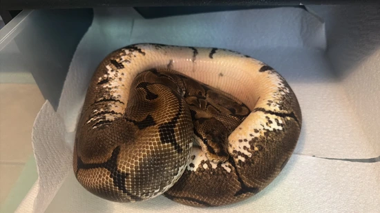 Spider Het Orange Ghost Ball Python by Galaxy Pythons