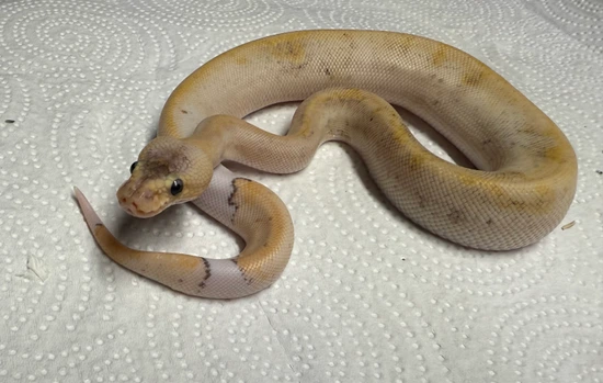 Pastel Champagne Possibly Enchi Ball Python by Coil & Conquer