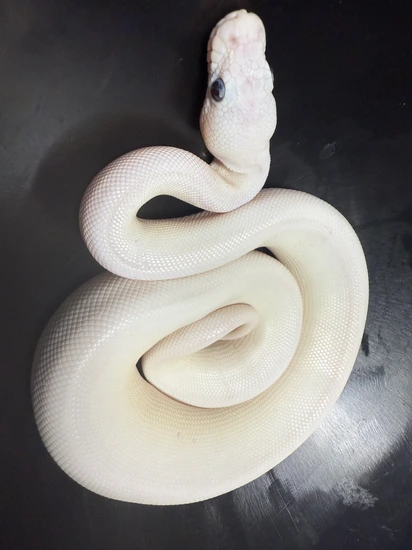 Blue Eyed Leucistic Lesser/butter Ball Python by Coil & Conquer
