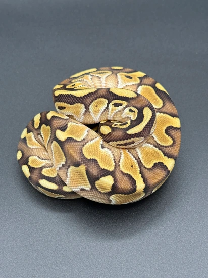 High GHI Lesser Ball Python by Coil & Conquer