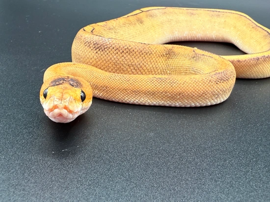 Champagne Enchi Specter Ball Python by Coil & Conquer